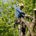 What time of year is best for tree work?