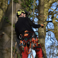 What ppe is required for tree work?