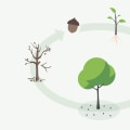 What 3 things are needed to grow a tree?