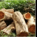 What is the most profitable tree to grow for lumber?