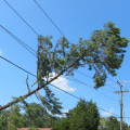 What happens if a tree falls on a power line?