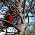 What are the benefits of an arborist?