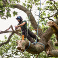 What time of year is best for tree service?