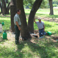 How do you feed a struggling tree?