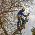 What type of insurance should i look for in a professional tree service provider?