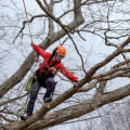 Is tree climbing a career?