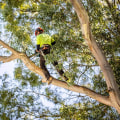 What type of maintenance should i expect from a professional tree service provider?