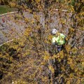 What months are best for tree trimming?