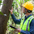 What is a tree assessment?