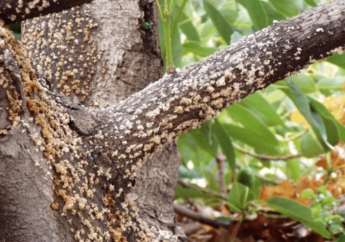 How do you know if a tree is diseased?