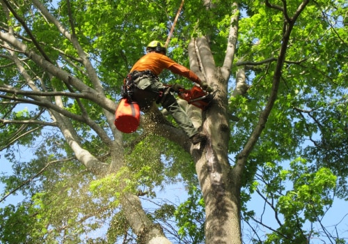 How many tree trimmers are there in the usa?