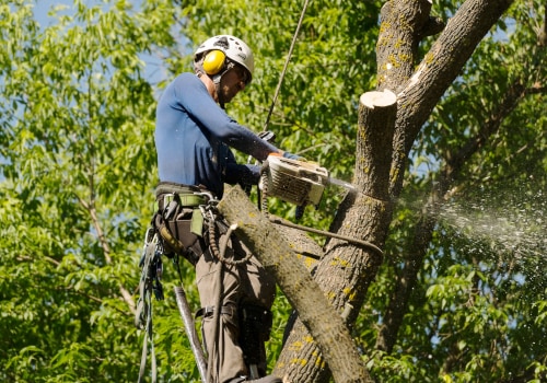 What time of year is best for tree work?