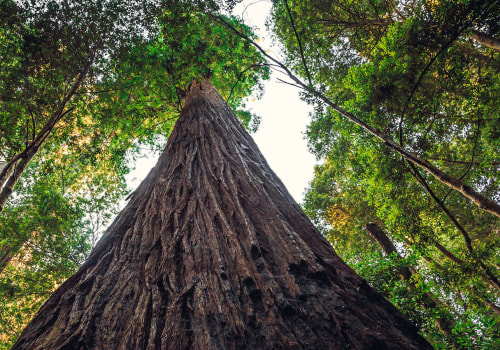 Who is the biggest tree company in the world?