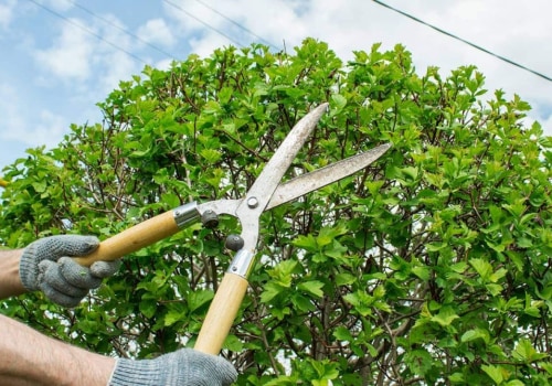 What is the difference between trimming and cutting a tree?