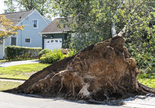 How do you know if a tree will fall?