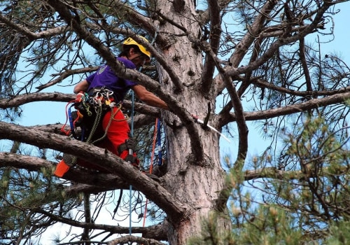 What are the benefits of an arborist?