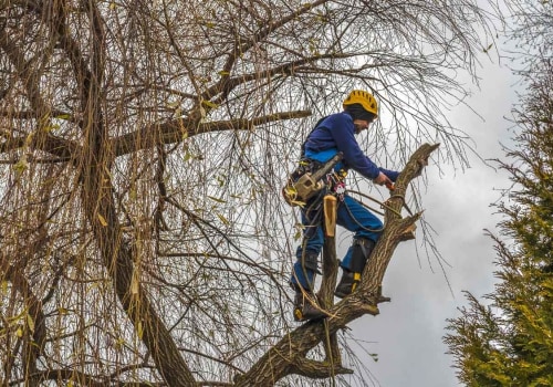 What type of insurance should i look for in a professional tree service provider?