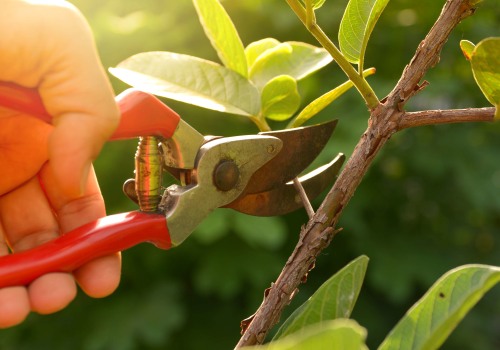What is the best tree pruning method?