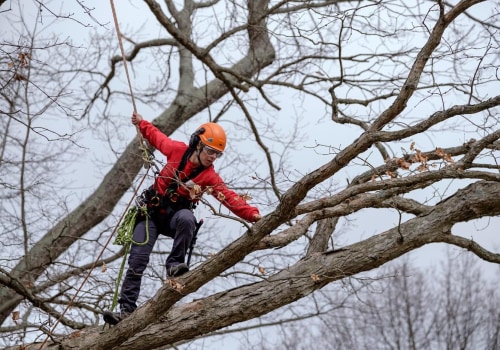 Is tree climbing a career?