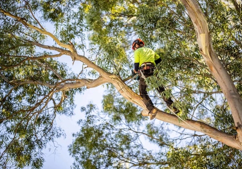 What type of maintenance should i expect from a professional tree service provider?