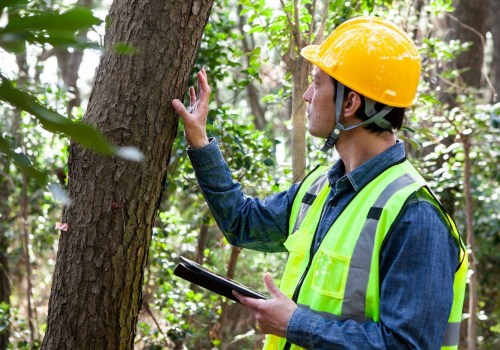 What is a tree assessment?