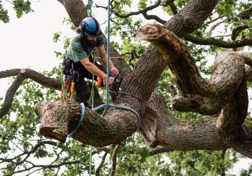 How can i make sure that the work done by my tree service is up to code and safe for my property and family?